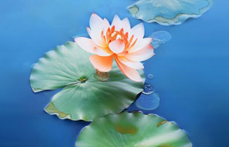 今日處暑 | 一度暑出處暑時，秋風送爽已覺遲